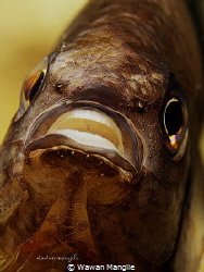 Damsel Fish by Wawan Mangile 